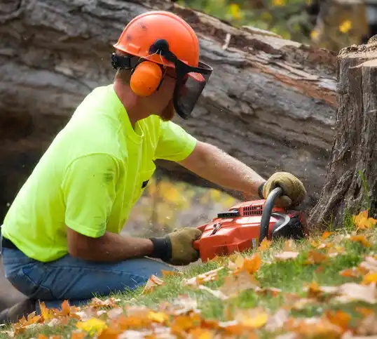 tree services Whitsett